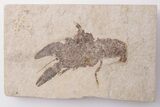 Rare, Fossil Crayfish (Procambarus) - Green River Formation #198048-1